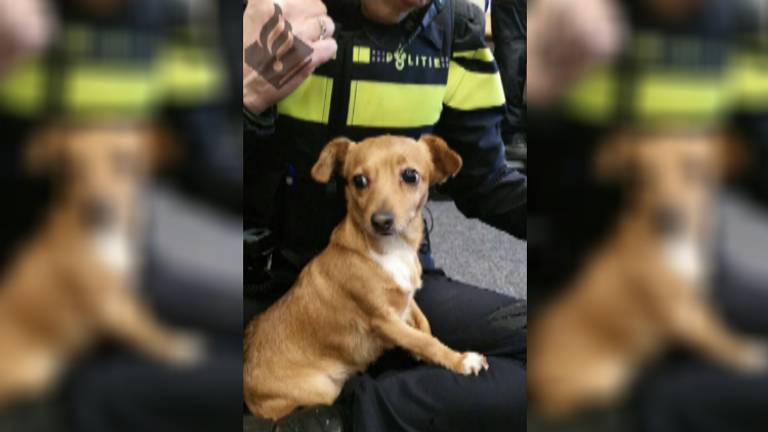Wie is het baasje van dit hondje? (foto: politie)