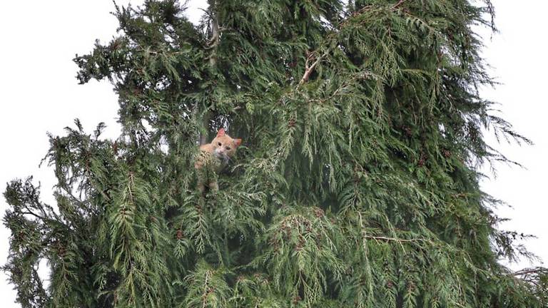 De kat durfde niet meer naar beneden. (Foto: Berry van Gaal / SQ Vision)