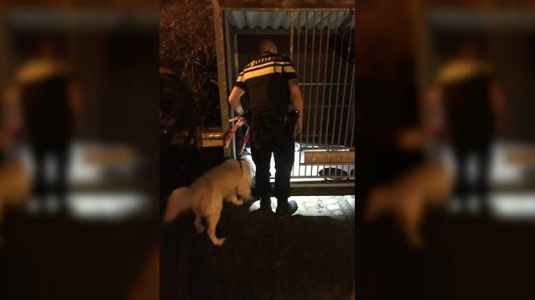 De hond werd opgevangen op het politiebureau. (Foto: politie Eindhoven/Facebook)