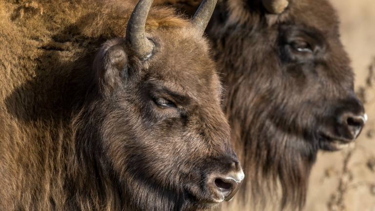 De omstreden wisent (foto: Peter Noy/Vogelwacht Uden).