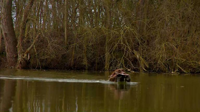 Omroep Brabant