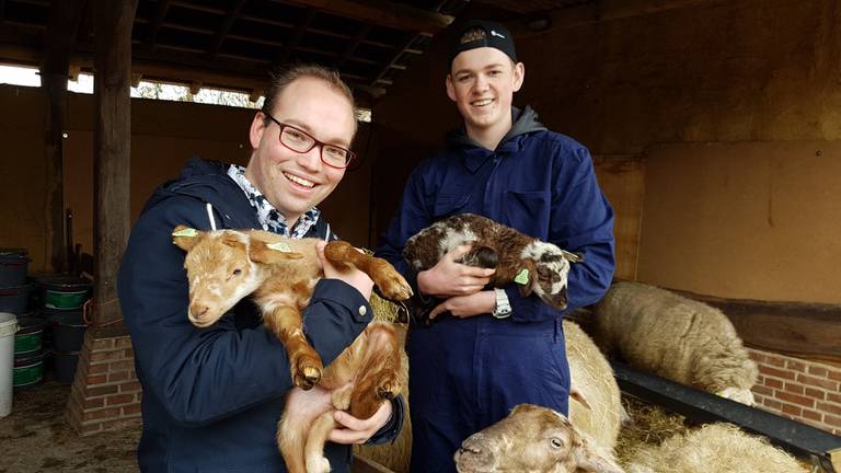 De lente is begonnen! 125 lammetjes geboren in Schijndel