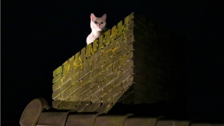 De kat durfde niet meer naar beneden. (Foto: Berry van Gaal/SQ Vision)