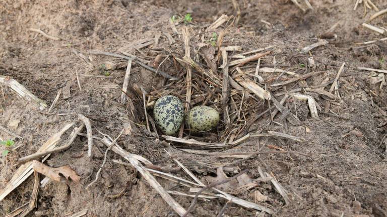 Eerste kievits ei van Brabant (foto: Jochem Sloothaak)