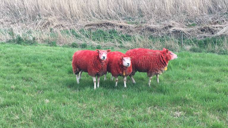 Rode schapen: geen 1 aprilgrap, of toch?