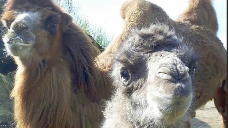 Moeder Faya met haar veulen (Foto: Dierenrijk)