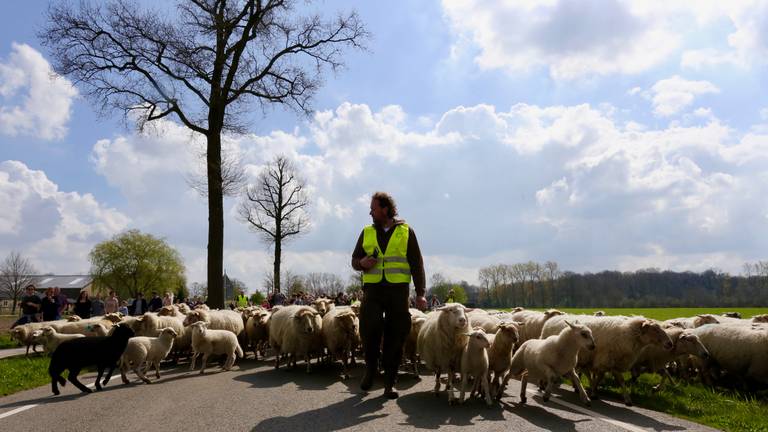 Schaapsherder Bart van Ekkendonk met zijn schapen (foto: Lobke Kapteijns).