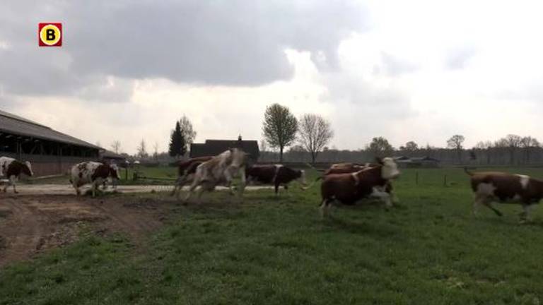 De koeien van boer Bekx genieten van de eerste weidegang.