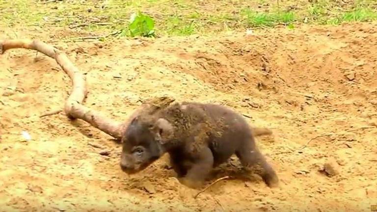 Een van de tweebaby-hyena's van Beekse Bergen