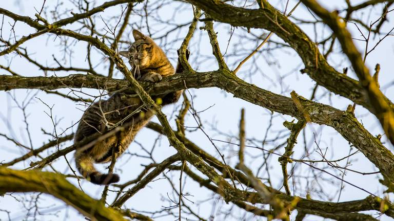 Omroep Brabant
