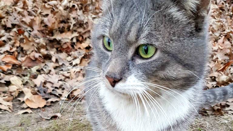 Kat Brutus in betere tijden. (foto: Stichting Poezenbende)