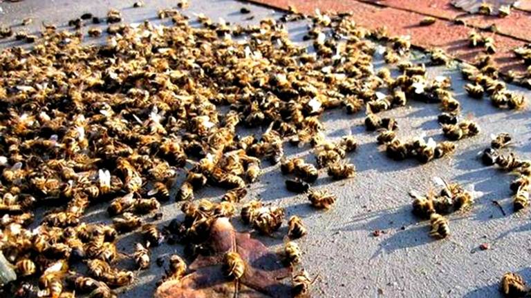 Fipronil is dodelijk voor bijen en andere insecten