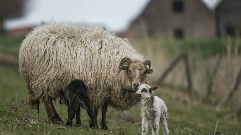 Omroep Brabant