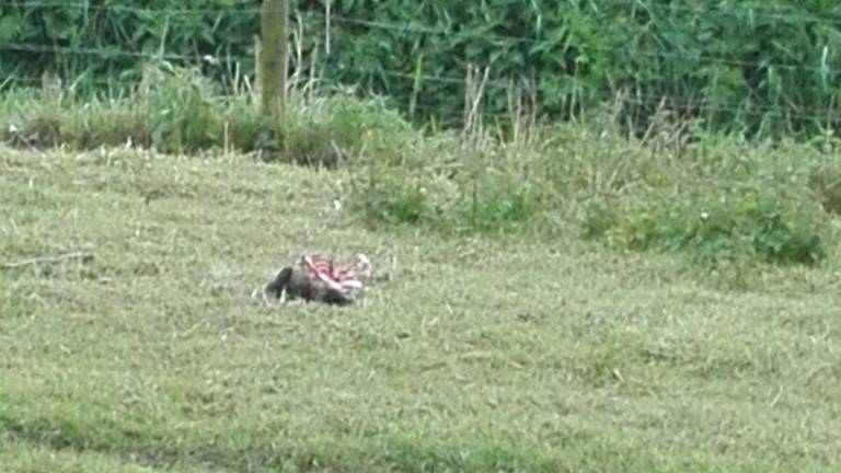 Het lammetje werd dood aangetroffen in de wei