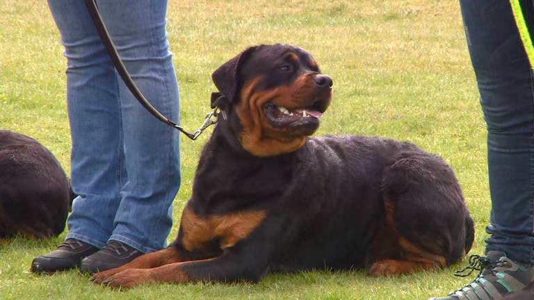 Deze rottweiler wordt getraind bij de Rottweiler Academy in Breda.