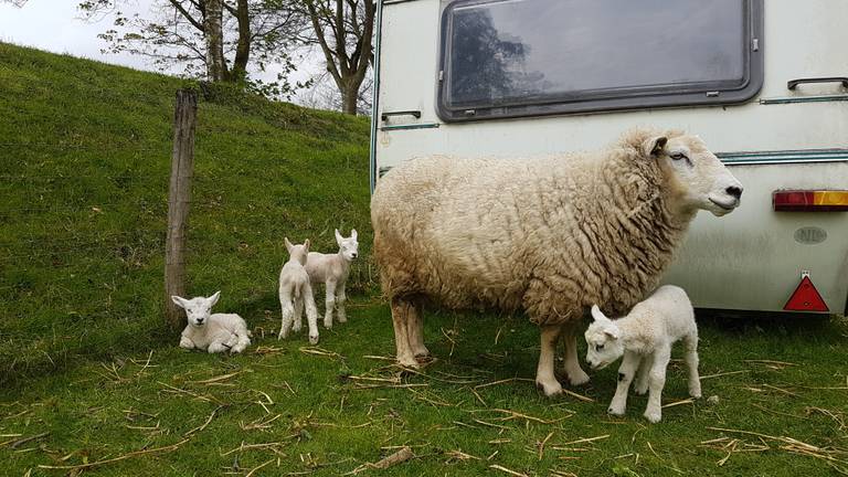 Moeder met haar kroost. (Foto: Marrie Meeuwsen)