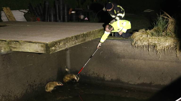 De dassen konden worden gered. (Foto: SK-Media)