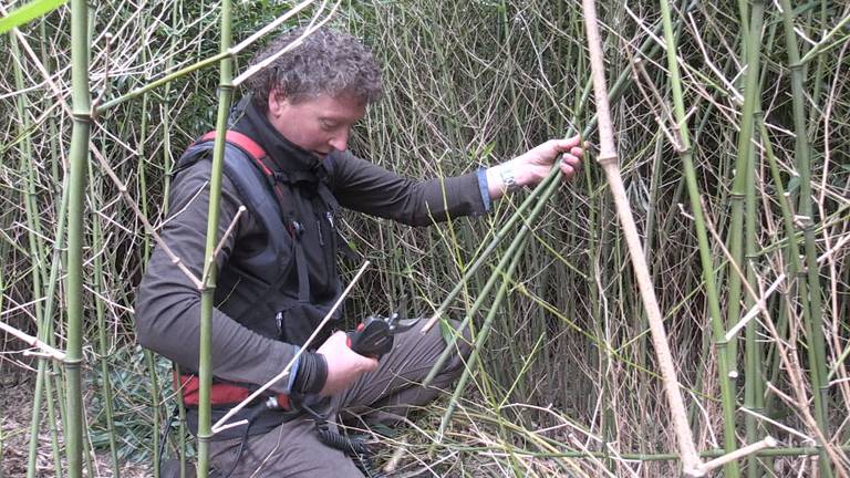 Bennie Nielen oogst zijn bamboe