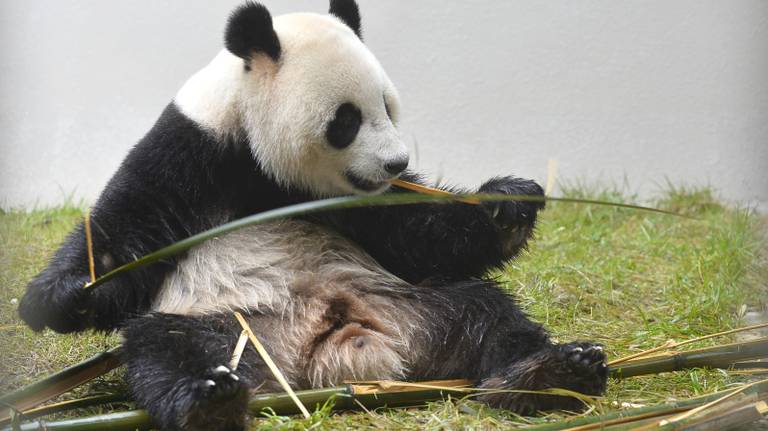 Panda Xing Ya, hier nog met Chinese bamboe. (Foto: ANP)