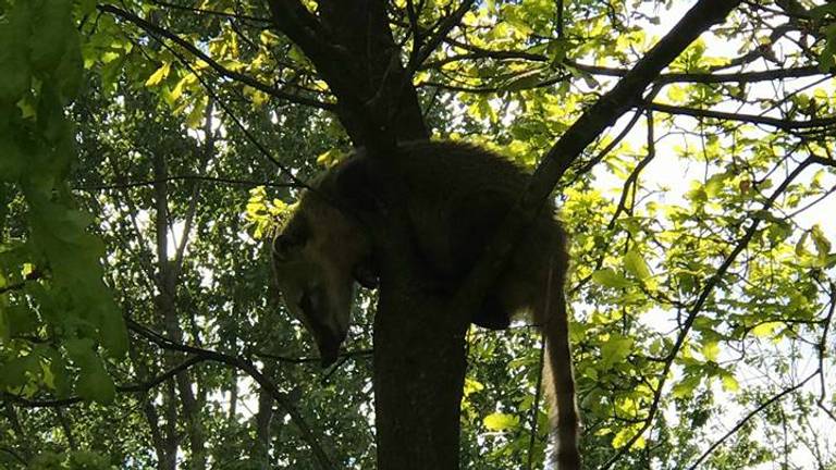 Foto: Dierenambulance Hokazo