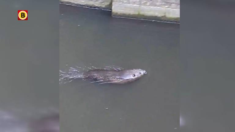 'Verdwaalde' bever in Den Bosch.