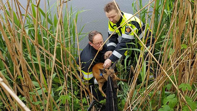 De ree werd met succes gered. (Foto: politie Veghel/Facebook)