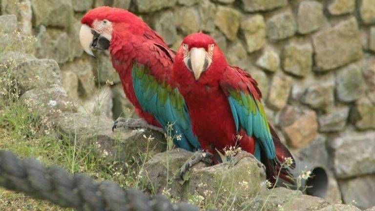 De gestolen groenvleugelara's. (Foto: dierenpark Zie-ZOO/Facebook)