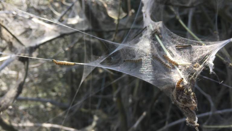 De rups van de spinselmot in Eindhoven (foto: Rob Bartol).