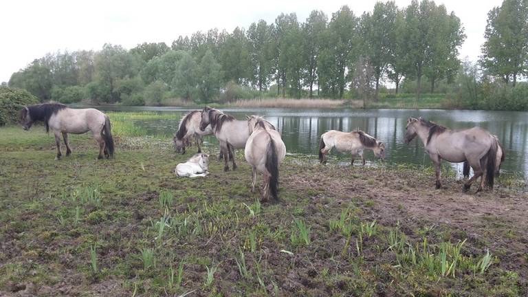 De Konikpaarden in de Diezemonding (Foto: Free Nature).