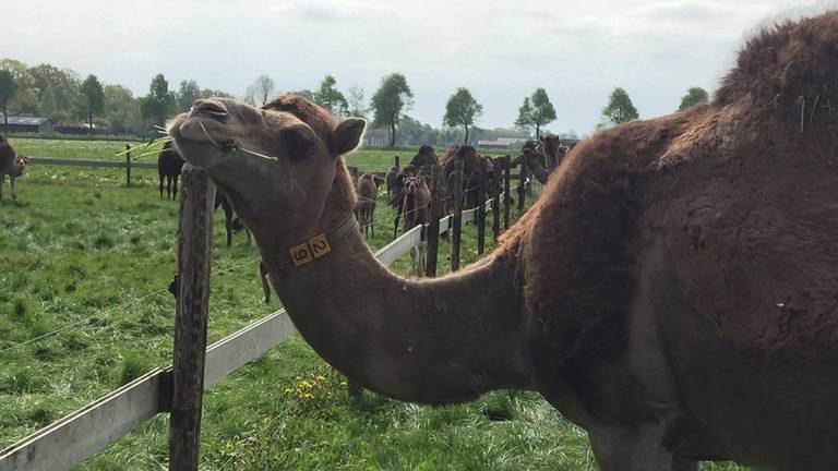 Eindelijk weer de wei in! (Foto: René van Hoof)