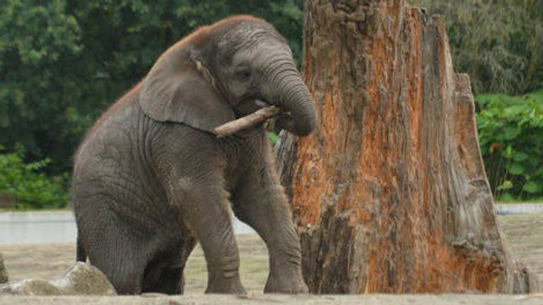 400 kilo aangekomen in één jaar: olifantje Madiba viert haar eerste verjaardag