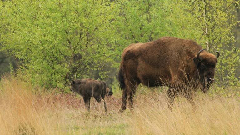 Foto: Roeland Vermeulen/FREE Nature