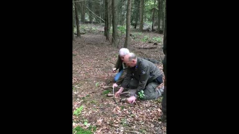 Het hertje werd vrijgelaten in het bos (Foto: Politie)