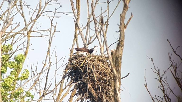 Visarenden op Nest 