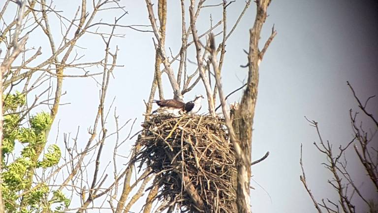 Visarenden op hun nest. Foto: archief