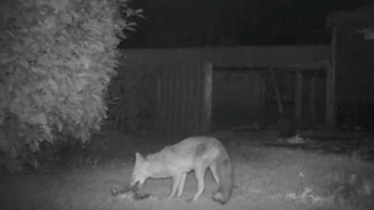 De vos in de tuin van Lien Caers.