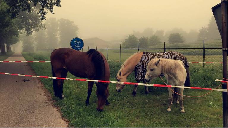 De drie paarden liepen bij de Rijksweg. (Foto: Facebook politie Uden)