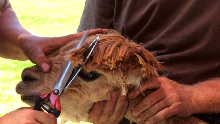 Één alpaca levert twee tot drie kilo wol (foto: Ferenc Triki)