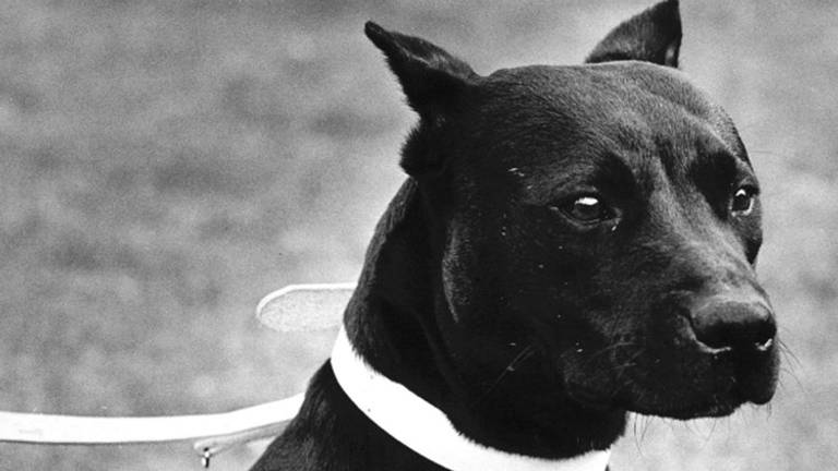 Een pitbull (Archieffoto)