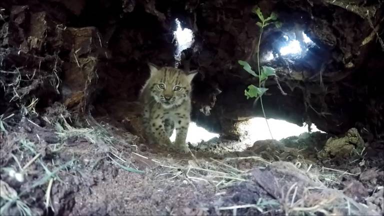 Beeld: Dierenrijk Nuenen