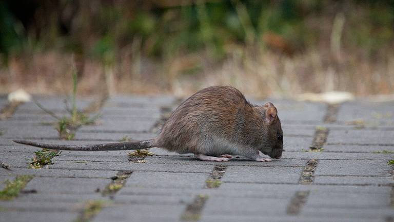 Rattenplaag Teistert Bedrijventerrein In Boekel Ze Blijven Komen Omroep Brabant