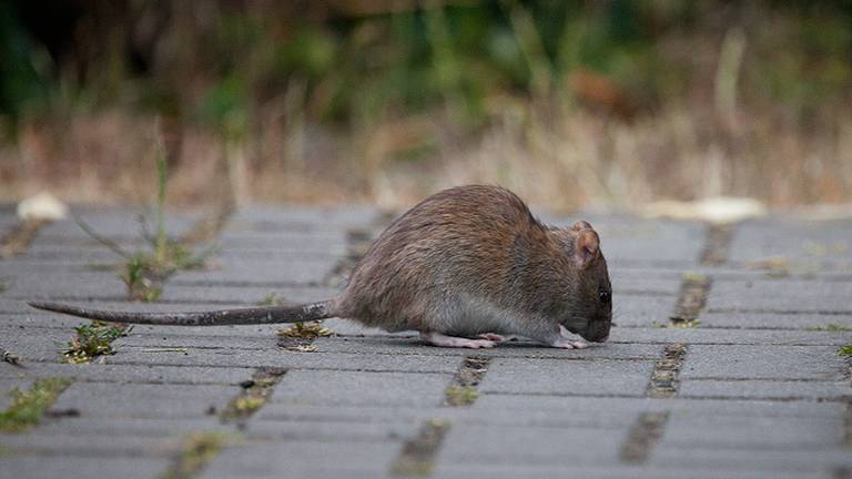 Een bruine rat. (Foto ter illustratie)