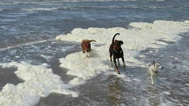 De honden van Zerah. (foto: Zerah ten Broek)