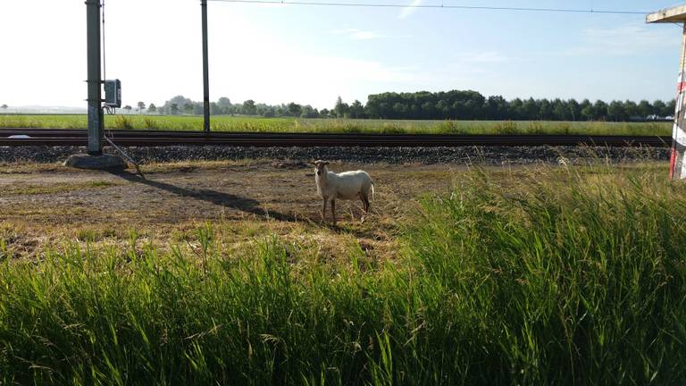 Het schaap bij het spoor. (Foto: Twitter wijkagent Moerdijk)