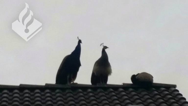 Drie pauwen zitten op een dak. En willen er niet meer af... (Foto: Dierenpolitie)