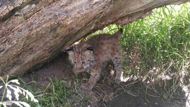 De nieuwe aanwinst van Dierenrijk. (Foto: Dierenrijk)