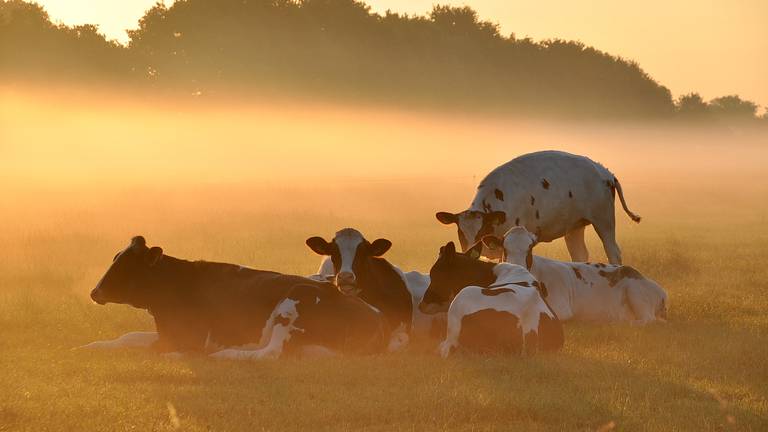 Omroep Brabant