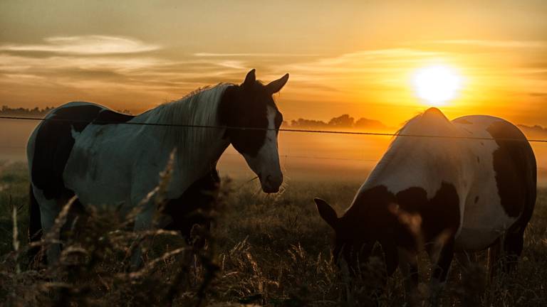 Omroep Brabant