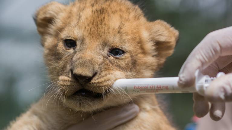 De welpjes zijn ontwormd. (Foto: Safaripark Beekse Bergen)