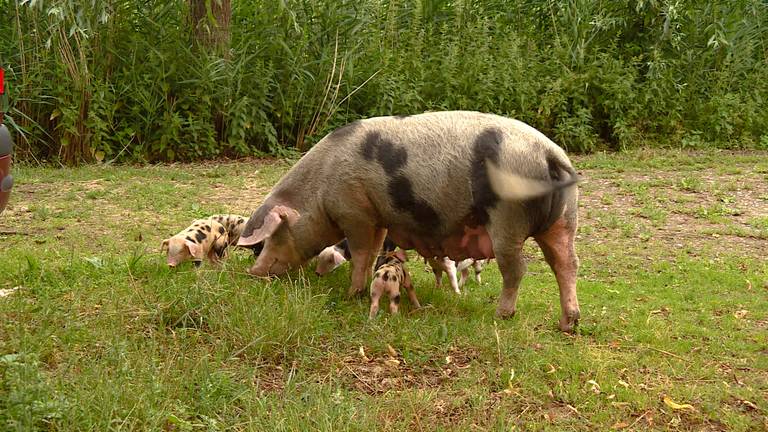 Peter Wijnen uit Heusden staat op de lijste van vijfsterren-varkensboeren